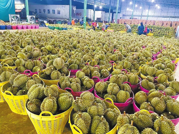 Vietnamese durians are sorted and packed for shipment to China. (Photo by Zhu Haiyanan)