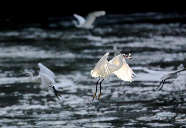 Photo shows egrets flying on the Yundang Lake in Xiamen, southeast China's Fujian province. (Photo by Huang Shaoyi)