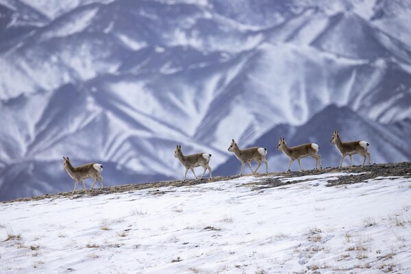 Tibetan gazelles forage on a plateau in Aksay Kazakh autonomous county, Jiuquan, northwest China's Gansu province, Dec. 31, 2023. (Photo by Gao Hongshan/People's Daily Online)