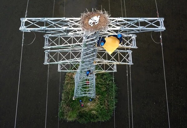Employees of State Grid Heilongjiang Electric Power Company install bird-protecting devices under a nest of oriental white storks on a transmission tower.(Photo provided by State Grid Corporation of China)