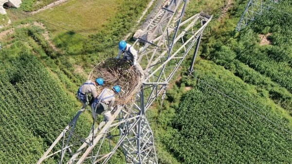 Employees of State Grid Tianjin Electric Power Company install an artificial bird nest on a transmission tower. (Photo provided by State Grid Corporation of China)