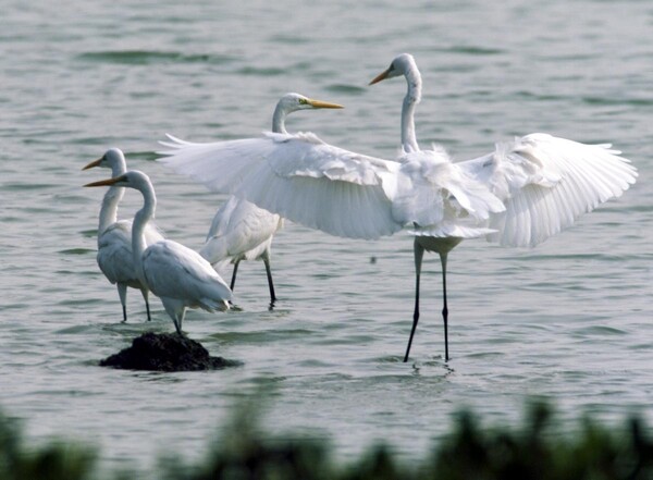 Photo shows egrets in the Yundang Lake in Xiamen, southeast China's Fujian province. (By Yao Fan/People's Daily)