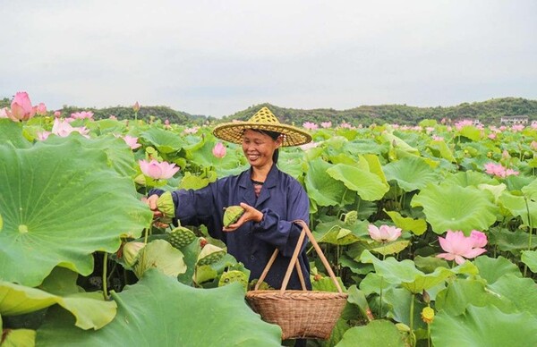 A woman collects lotus seedpods in Ganzhu town, Guangchang county, east China's Jiangxi province. (Photo by Zeng Henggui/People's Daily Online)
