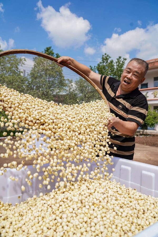 A villager collects dried white lotus seeds in Pingshang village, Guangchang county, east China's Jiangxi province. (Photo by Lai Yuejin/People's Daily Online)