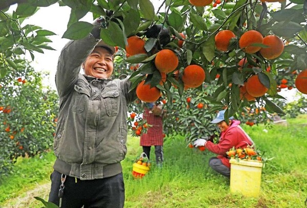 Villagers pick citruses in an orchard in Changshou district, southwest China's Chongqing municipality. (Photo by Li Hui/People's Daily Online)