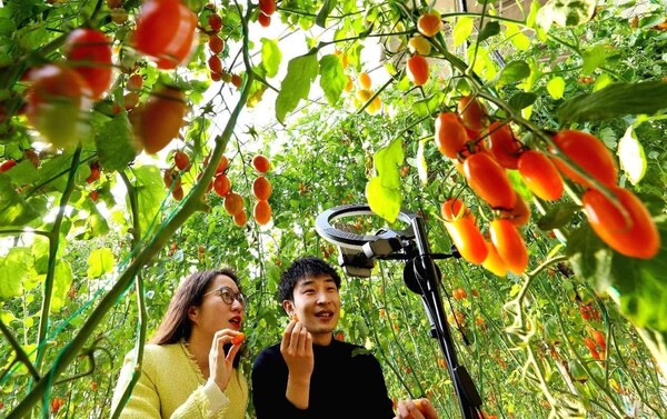 Hosts sell cherry tomatoes via livestreaming in a greenhouse in Zhihao village, Gaotai county, Zhangye, northwest China's Gansu province. (Photo by Wang Jiang/People's Daily Online)