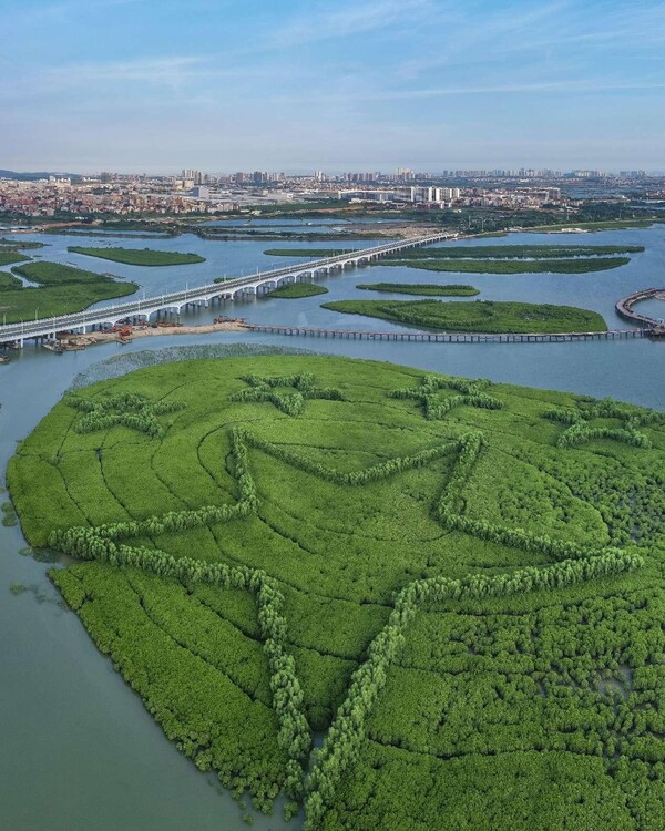 Photo shows a mangrove forest resembling five pentagrams in the Xiatanwei Mangrove Park, Xiamen, southeast China's Fujian province. (Photo by Su Huaqi/People's Daily Online)