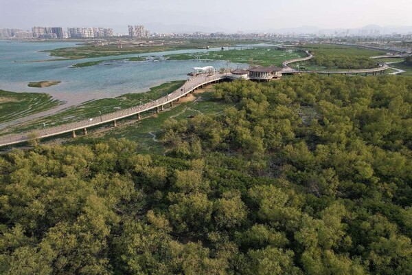 Photo shows a beautiful view of the Xiatanwei Mangrove Park, Xiamen, southeast China's Fujian province. (Photo by Zeng Demeng/People's Daily Online)