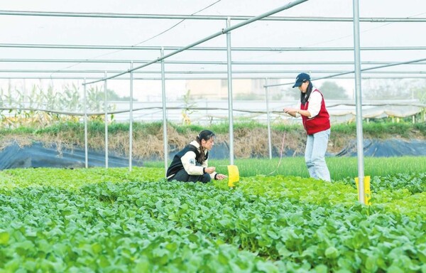 Technicians check the growth of Chinese cabbage at a science and technology backyard in Haikou, south China's Hainan province. (Photo from Haikou Daily)