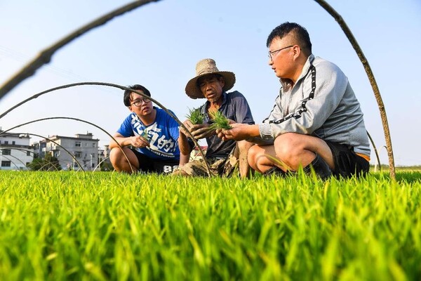 Postgraduate students of Jiangxi Agricultural University exchange views on rice sprout cultivation techniques with a farmer (middle) in Zengjia village, Shanggao county, Yichun, east China's Jiangxi province. (Photo by Zhou Liang/People's Daily Online)