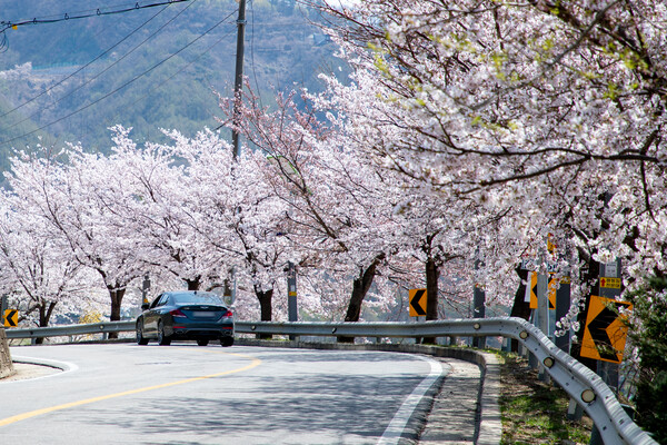                               Samgi Reservoir Cherry Blossom Trail