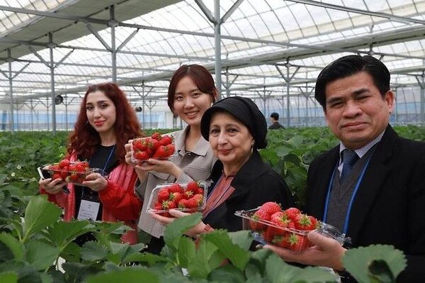 Commercial Attach Khath Chen of Cambodia (right) shows strawberries just-picked from the ‘elevated farm’ with Madam of the Defense Attach Mrs. Hamdi Shatha of Iraq (2nd right) with her daughter Ms. Altameemi (left).