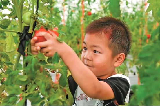 A boy picks space tomatoes in Maoxin village, Gulin township, Haishu district, Ningbo, east China's Zhejiang province. (Photo by Hu Xuejun)