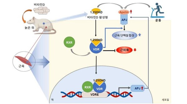 Schematic Diagram of the Mechanism for Preventing Sarcopenia Through Vitamin D Intake (Source: Korea Disease Control and Prevention Agency)