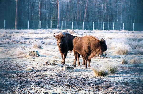 Belovezhskaya Pushcha (Source: Embassy of Belarus in Korea)