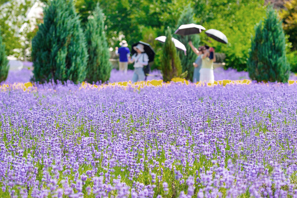 Lavender in full bloom in Goseong, Gangwon Province. (Source: Goseong County, Gangwon)
