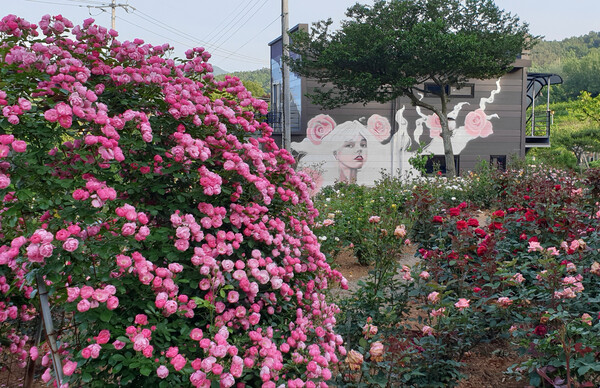 The Rose Garden at Damyang’s “Moonlight Journey Garden” in full bloom, where vibrant roses and wall art create a picturesque harmony. (Source: Damyang County)