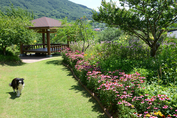 A view of the “Rest Garden” inside Damyang’s Moonlight Journey Garden. The space blends mountain scenery with colorful flowers, offering visitors a tranquil setting for a leisurely stroll. (Source: Damyang County)