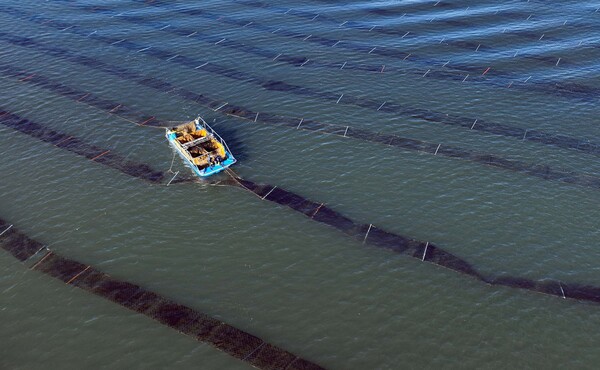 최강 한파에도 김 수확 한창 (출처: 연합뉴스)