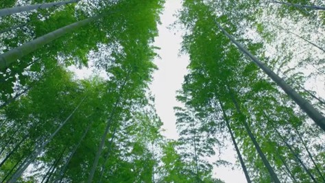 Photo shows a bamboo forest in Chizhou, east China's Anhui province. (File photo)