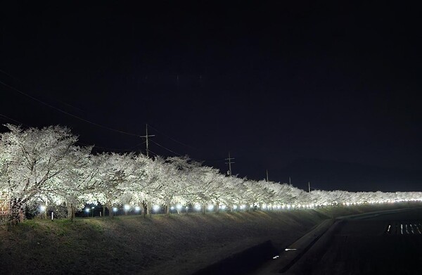 Cheongyang to host tomato and cherry blossom festival celebrating ...
