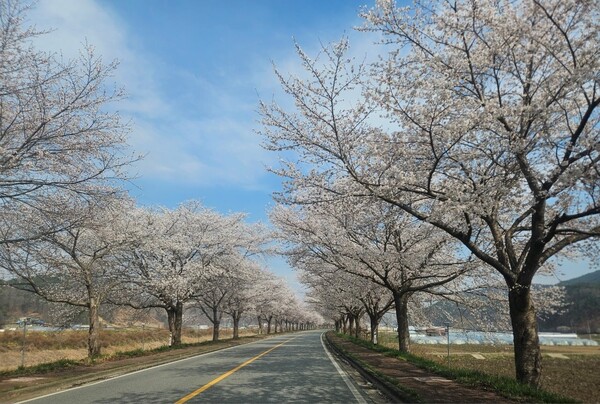 Cheongyang to host tomato and cherry blossom festival celebrating ...